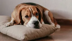 犬が孤独に対処するのを助ける方法：「香りの枕」法