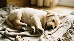 なぜ犬は夢の中で足をぴくぴくさせるのか：心配する必要はあるのか