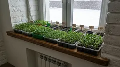  なぜこれらの花は1月に苗として蒔く必要があるのか？1月に蒔く花の一覧！