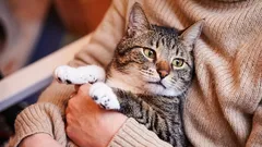 猫の年齢と、犬の年齢との違い