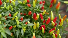 理想的なピーマン:植え付けを密にすべきでない理由と、実際にどの間隔で植えるべきか