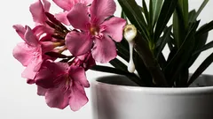 5つの人気のある観葉植物、自宅には置きたくないもの。美しいけれど有毒で気難しい