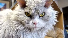 猫の信頼を得る方法:アパートでも効果的な穏やかなサイン