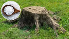  庭には切り株の痕跡は残らない。庭師にとって実証済みの方法だ。