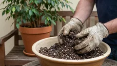 なぜ私は鉢から古い土を取り除かないのか