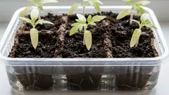 繊細な芽：表面に皮が形成されないように苗に水をやる方法